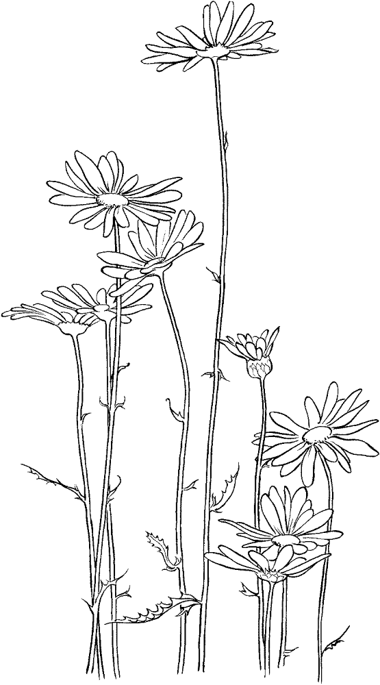 Desenho de Geral para colorir