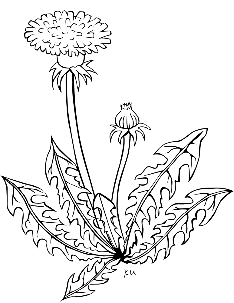Desenho de Geral para colorir