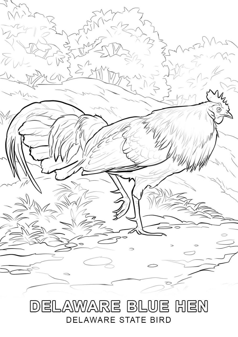 Desenho de Geral para colorir
