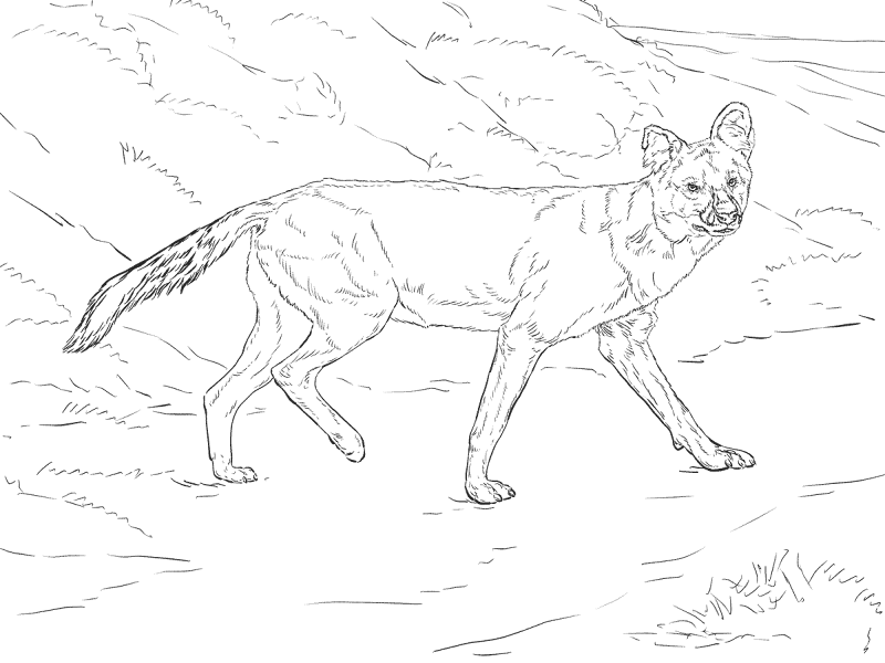 Desenho de Geral para colorir