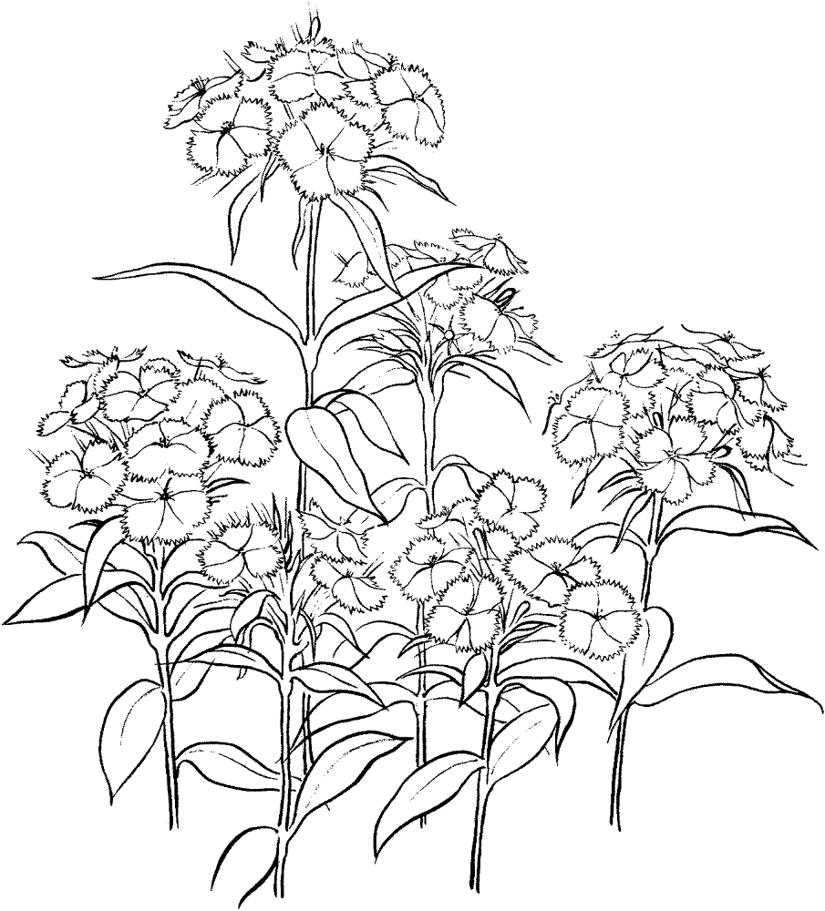 Desenho de Geral para colorir