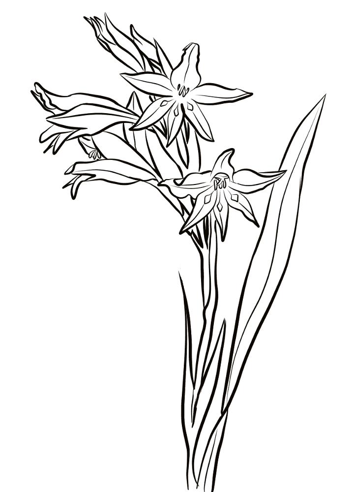 Desenho de Geral para colorir