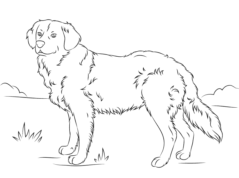 Desenho de Geral para colorir