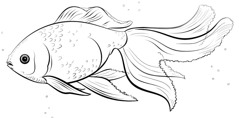 Desenho de Geral para colorir