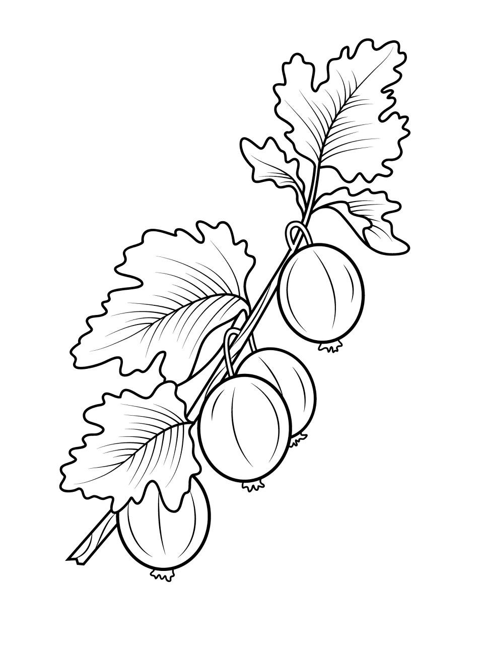 Desenho de Geral para colorir