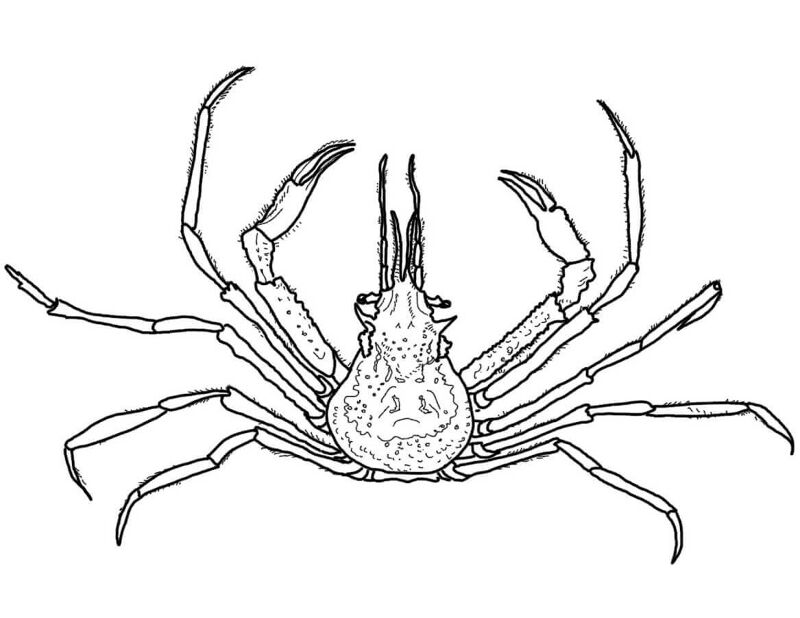 Desenho de Geral para colorir