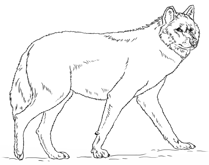 Desenho de Geral para colorir