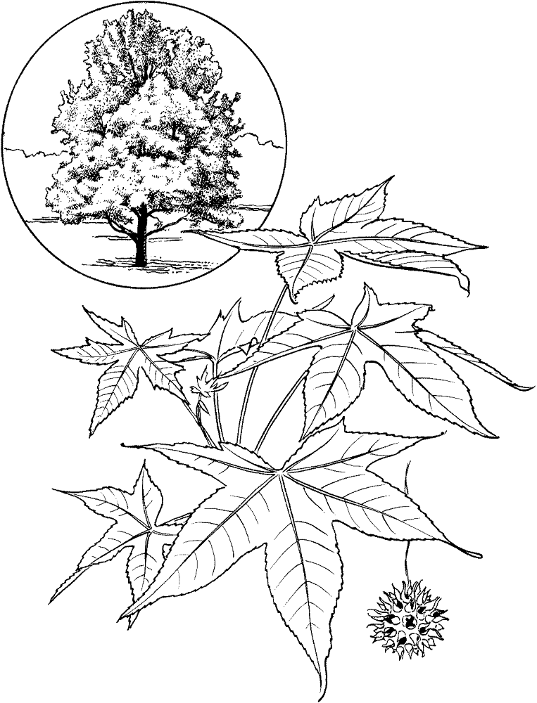 Desenho de Geral para colorir