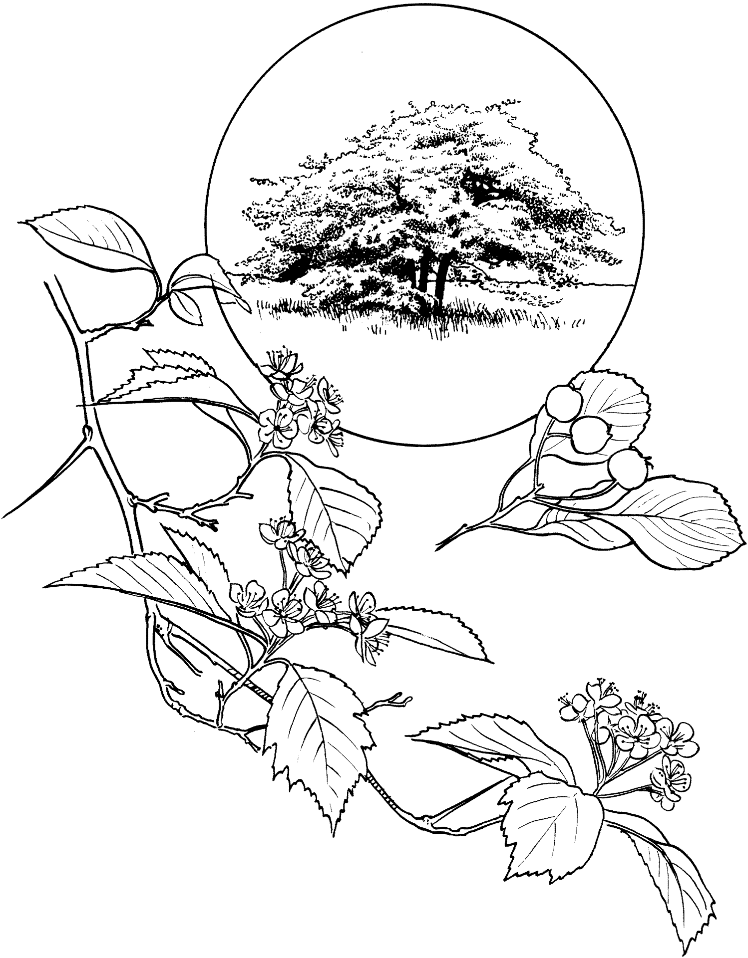 Desenho de Geral para colorir