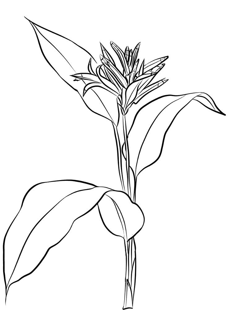 Desenho de Geral para colorir