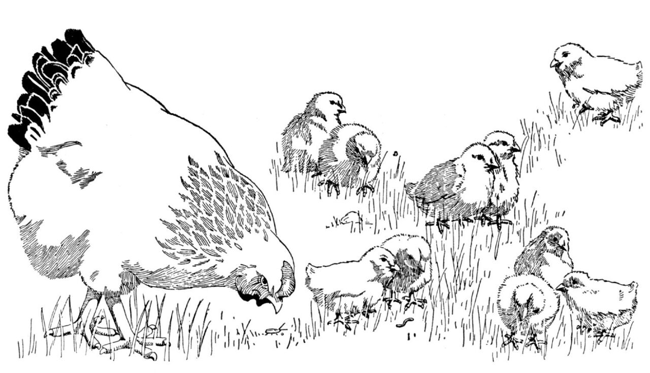 Desenho de Geral para colorir