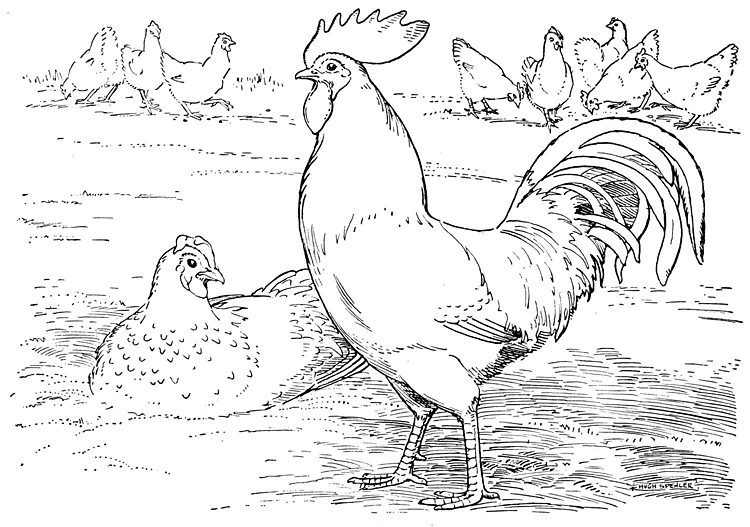 Desenho de Geral para colorir