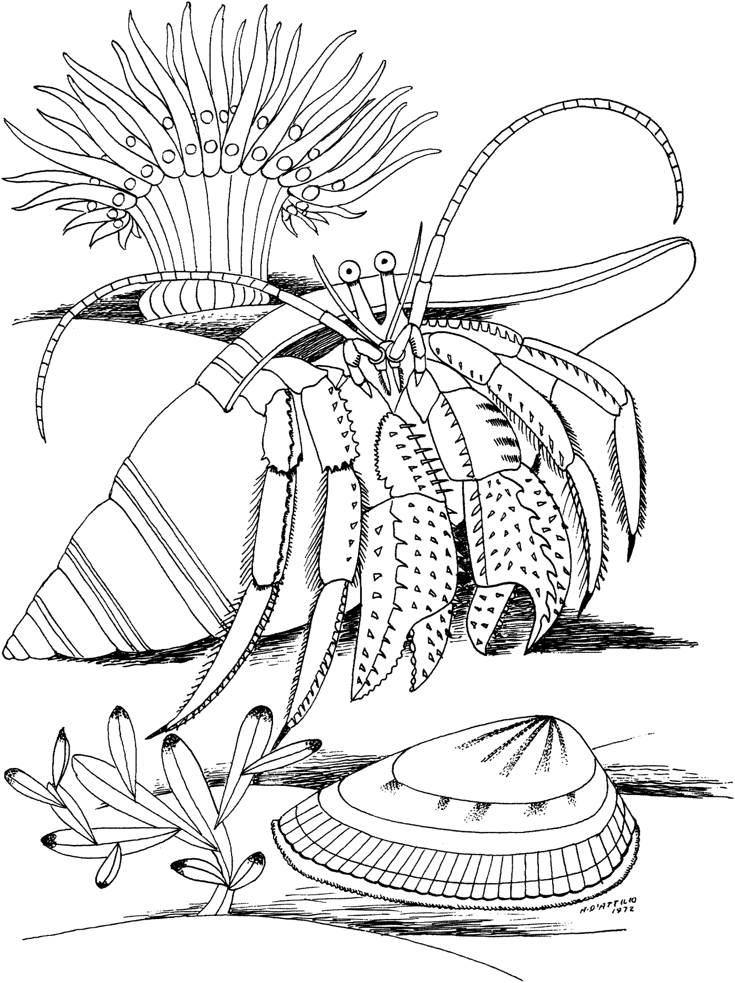 Desenho de Geral para colorir