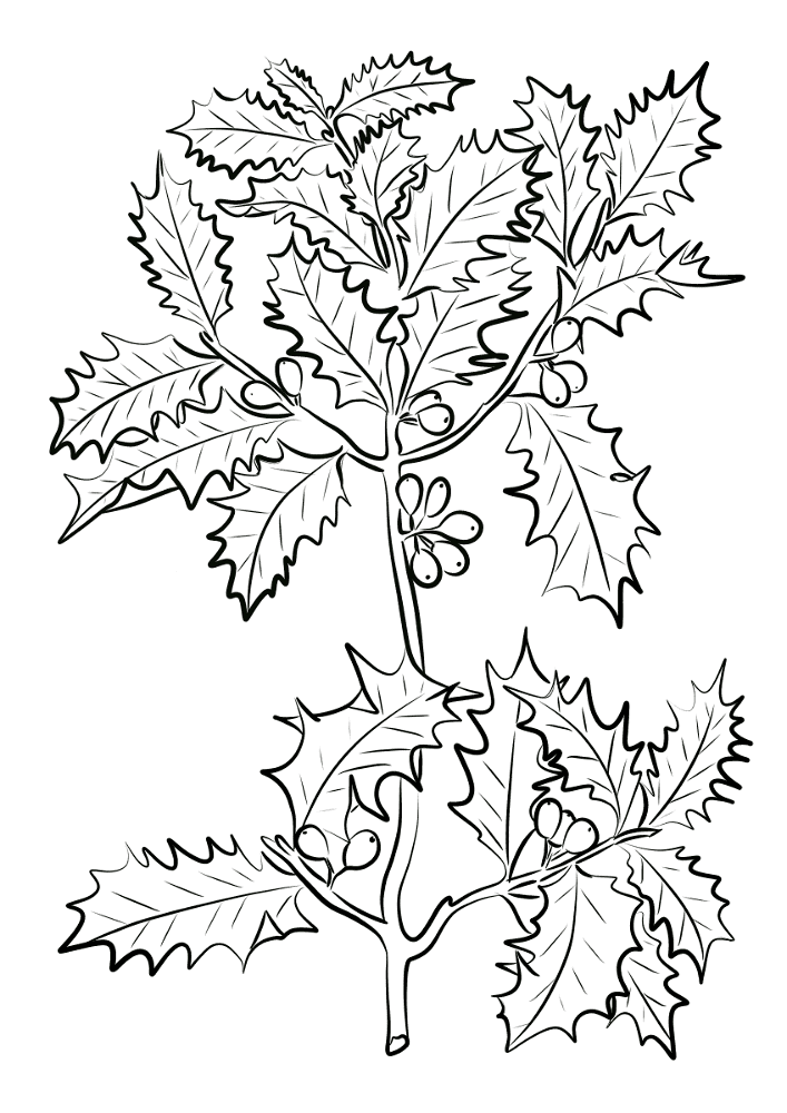 Desenho de Geral para colorir