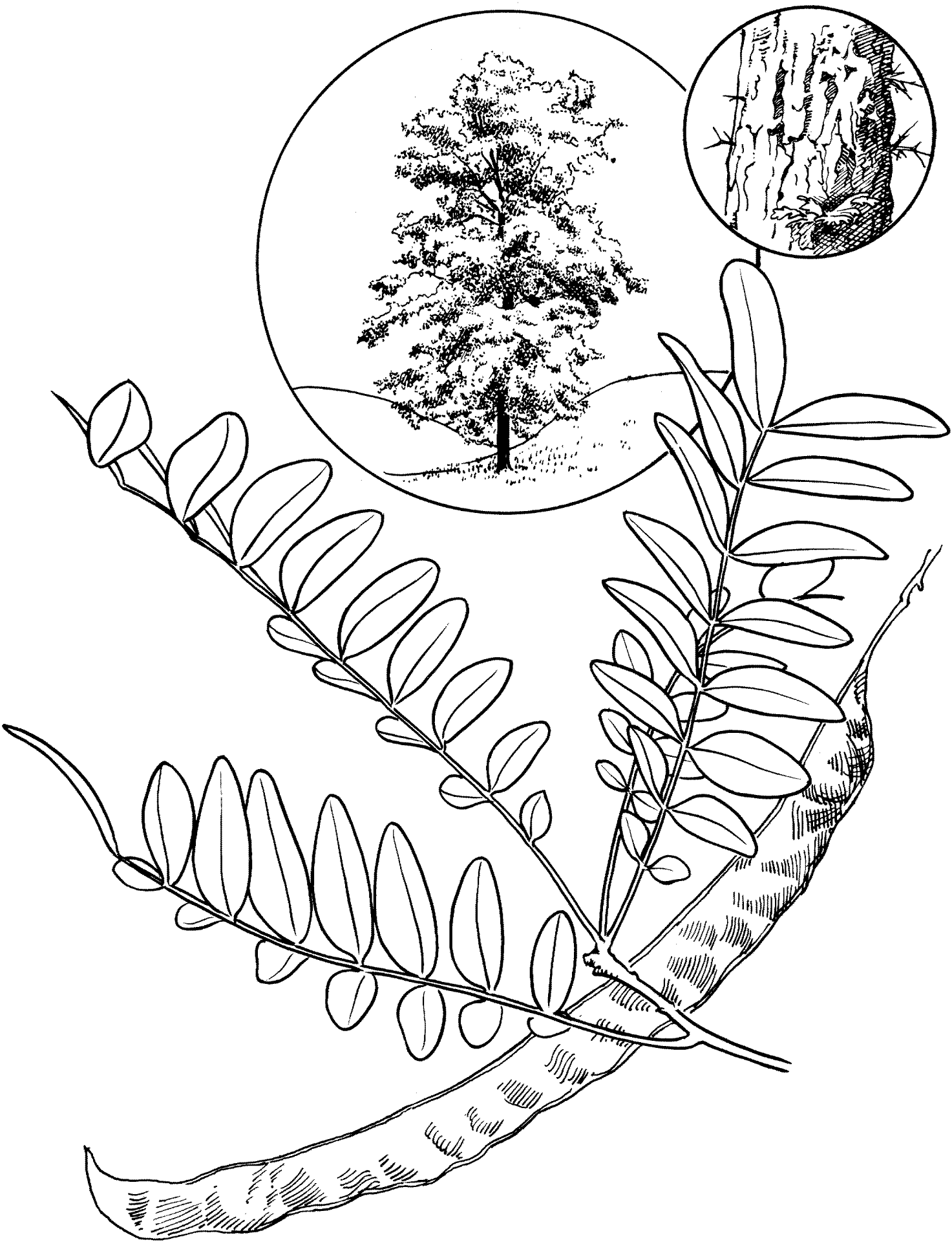 Desenho de Geral para colorir