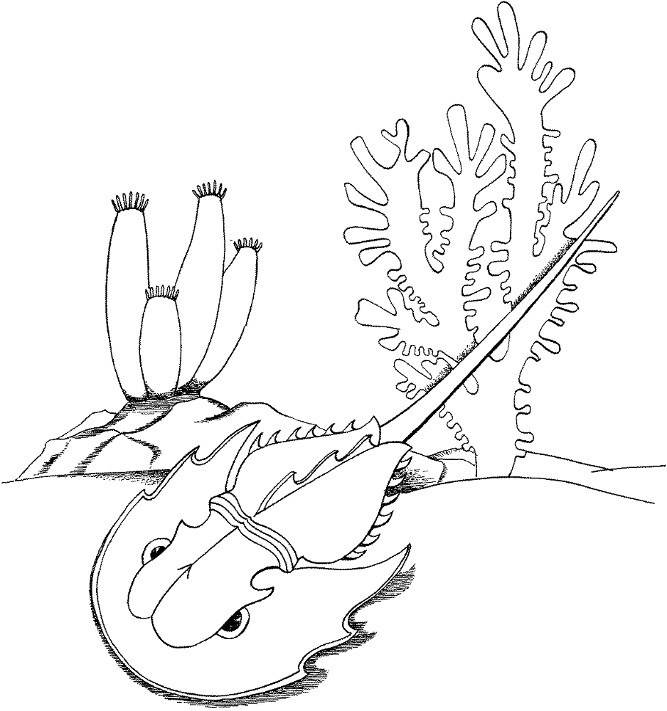 Desenho de Geral para colorir