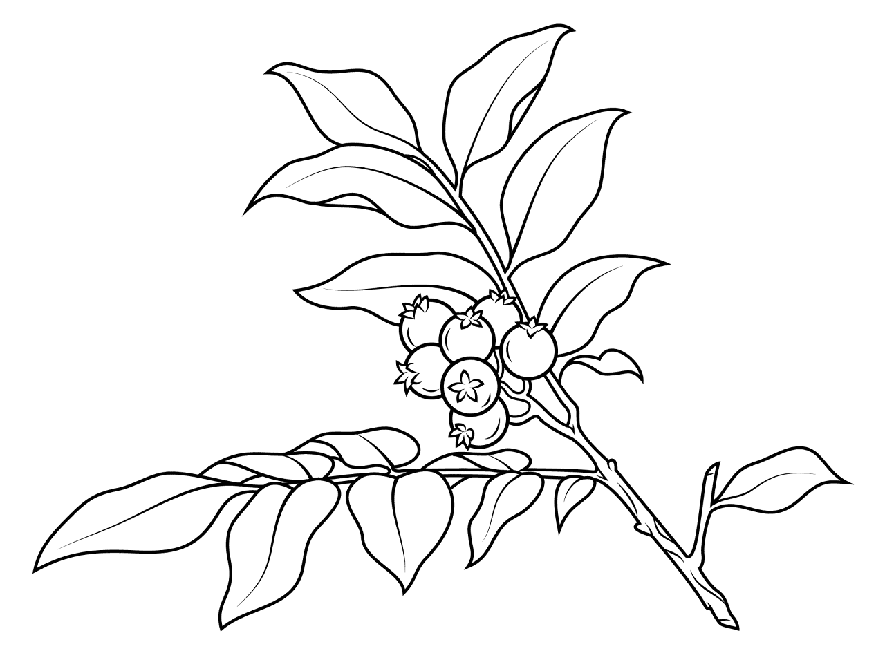Desenho de Geral para colorir