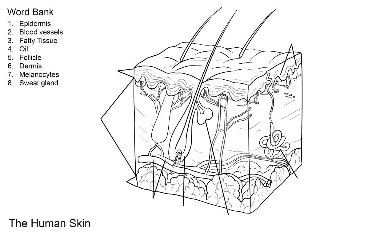Desenho de Geral para colorir