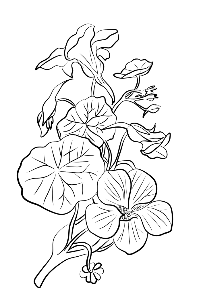 Desenho de Geral para colorir
