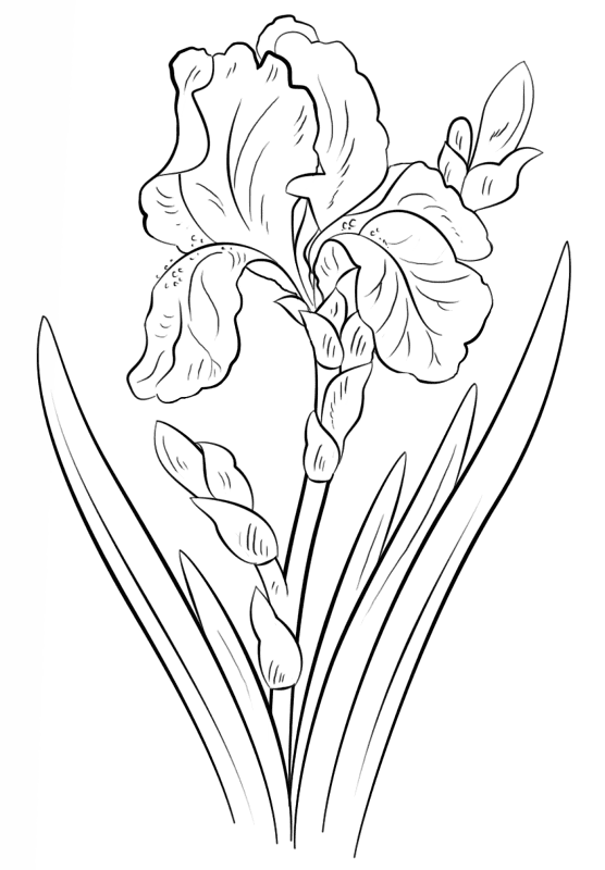 Desenho de Geral para colorir