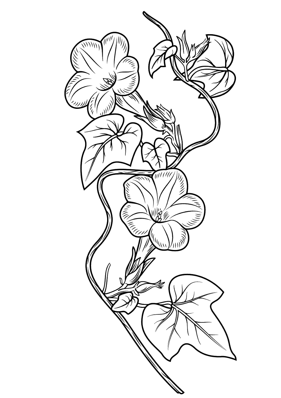 Desenho de Geral para colorir