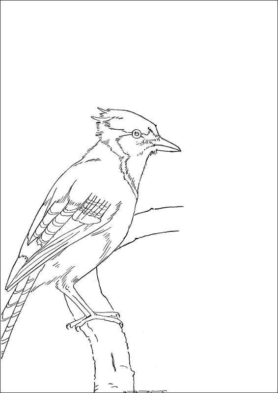 Desenho de Geral para colorir