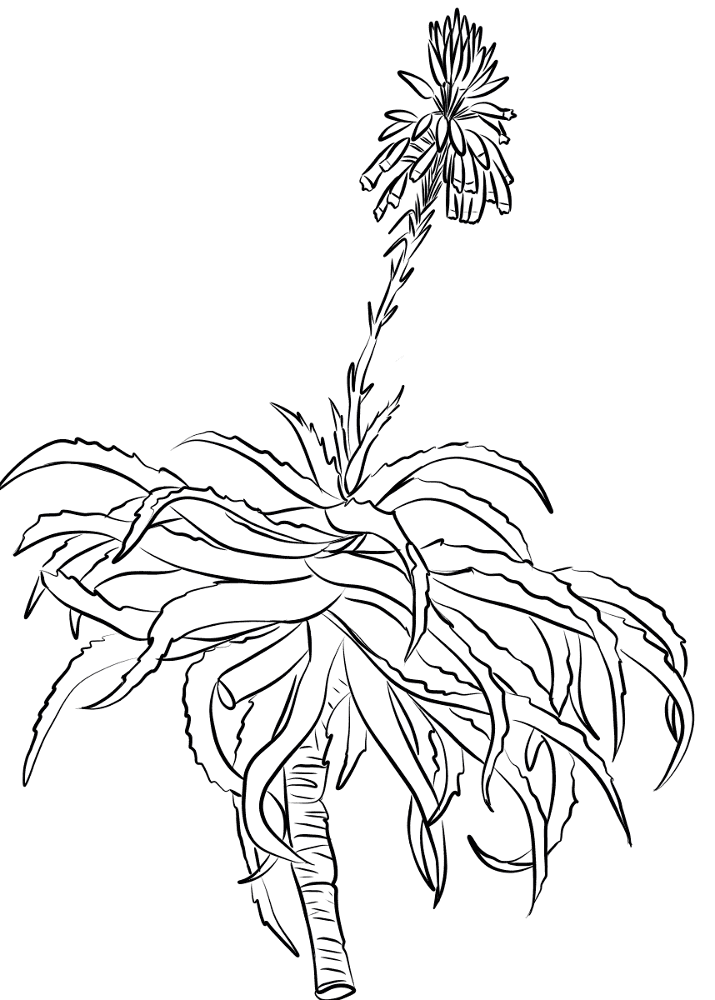 Desenho de Geral para colorir