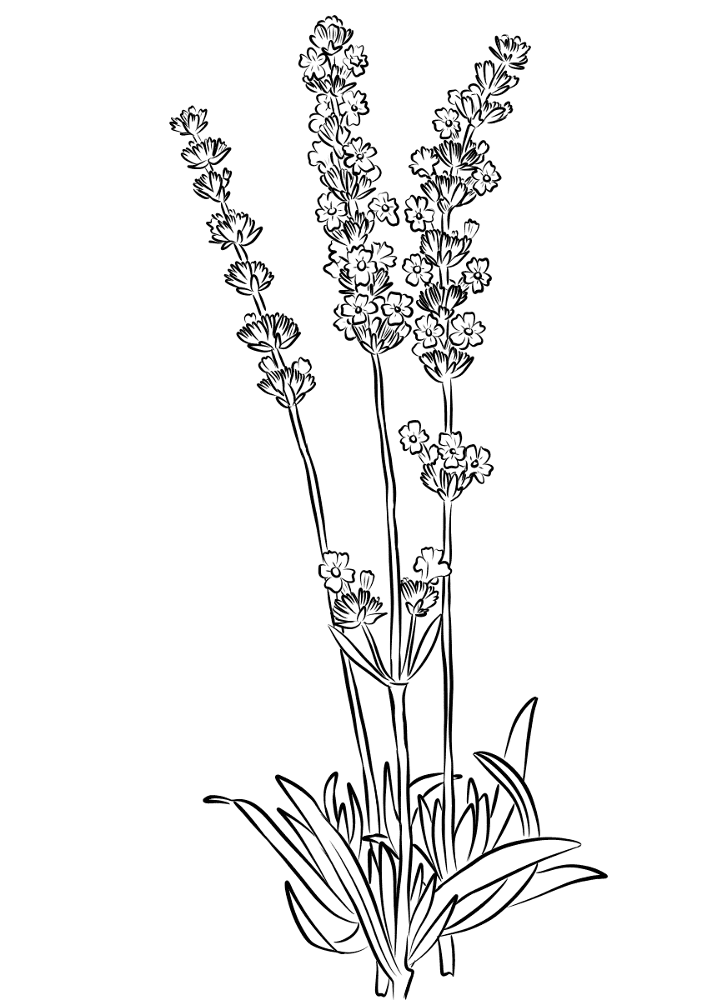 Desenho de Geral para colorir