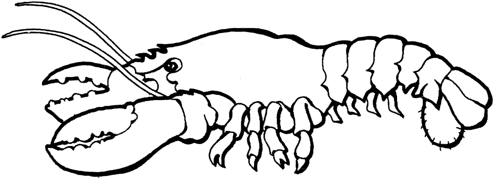 Desenho de Geral para colorir