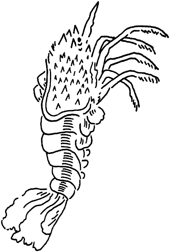 Desenho de Geral para colorir