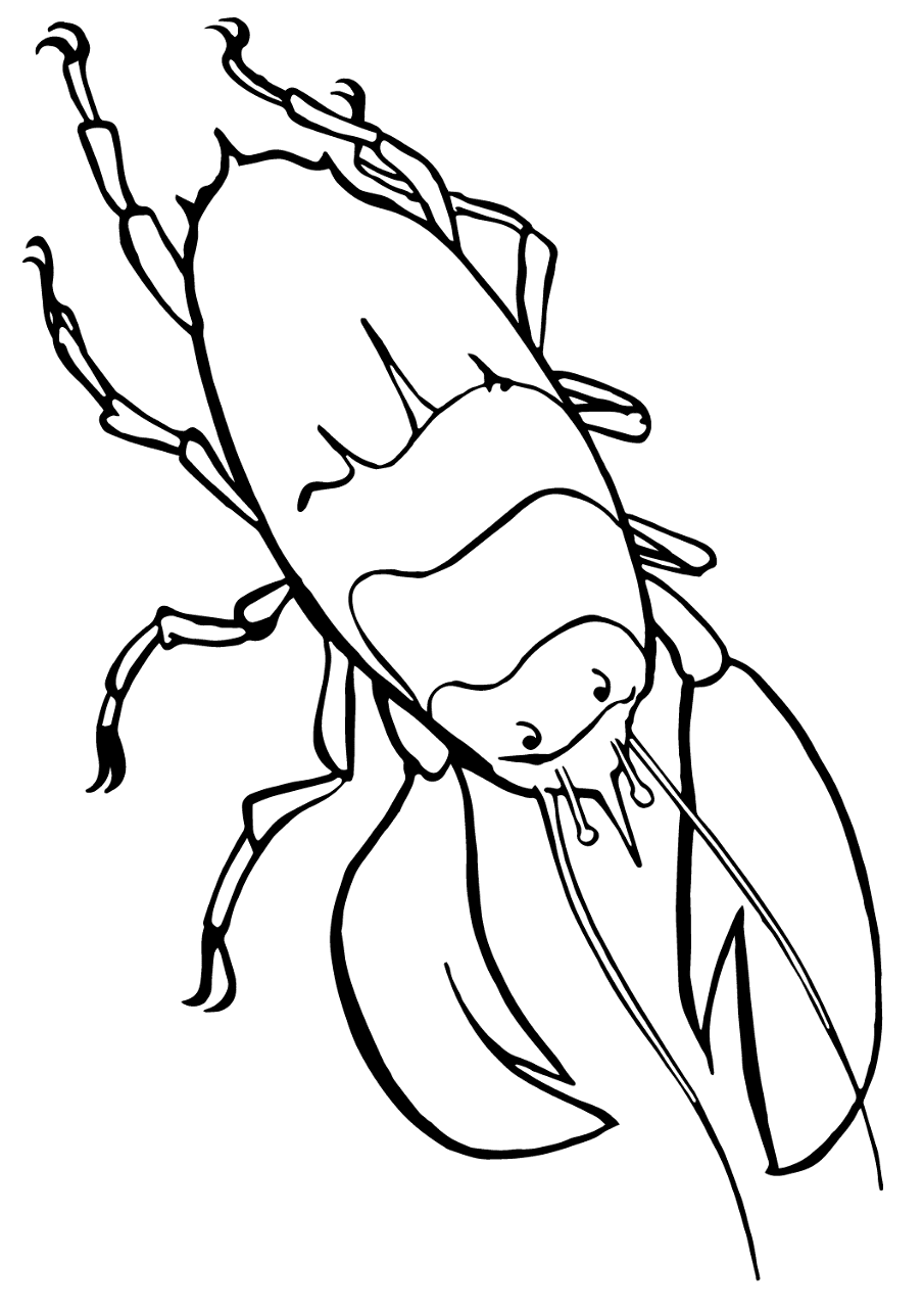Desenho de Geral para colorir