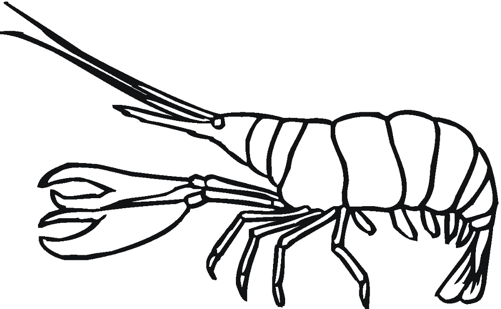 Desenho de Geral para colorir