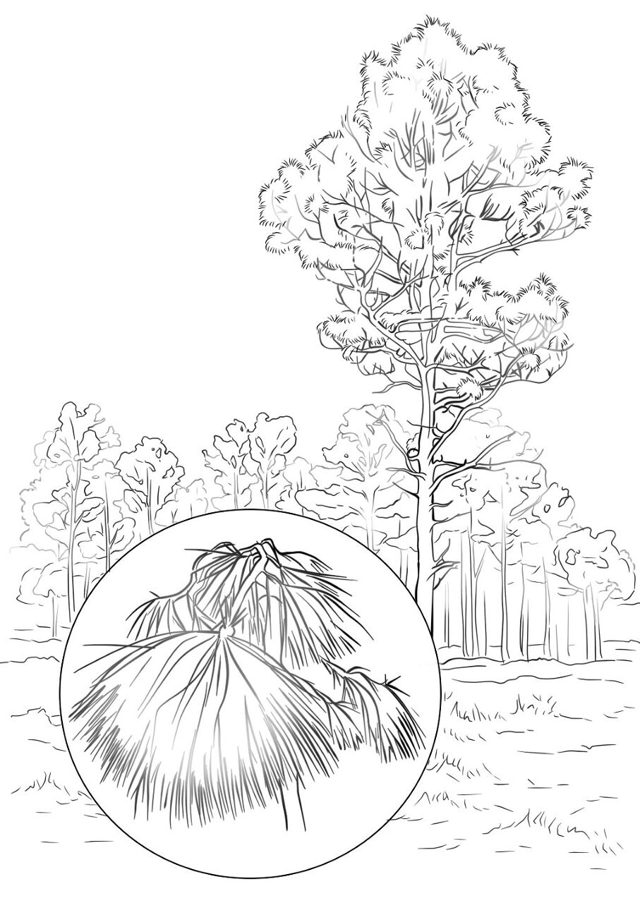 Desenho de Geral para colorir