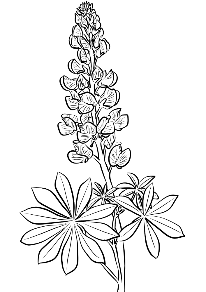 Desenho de Geral para colorir