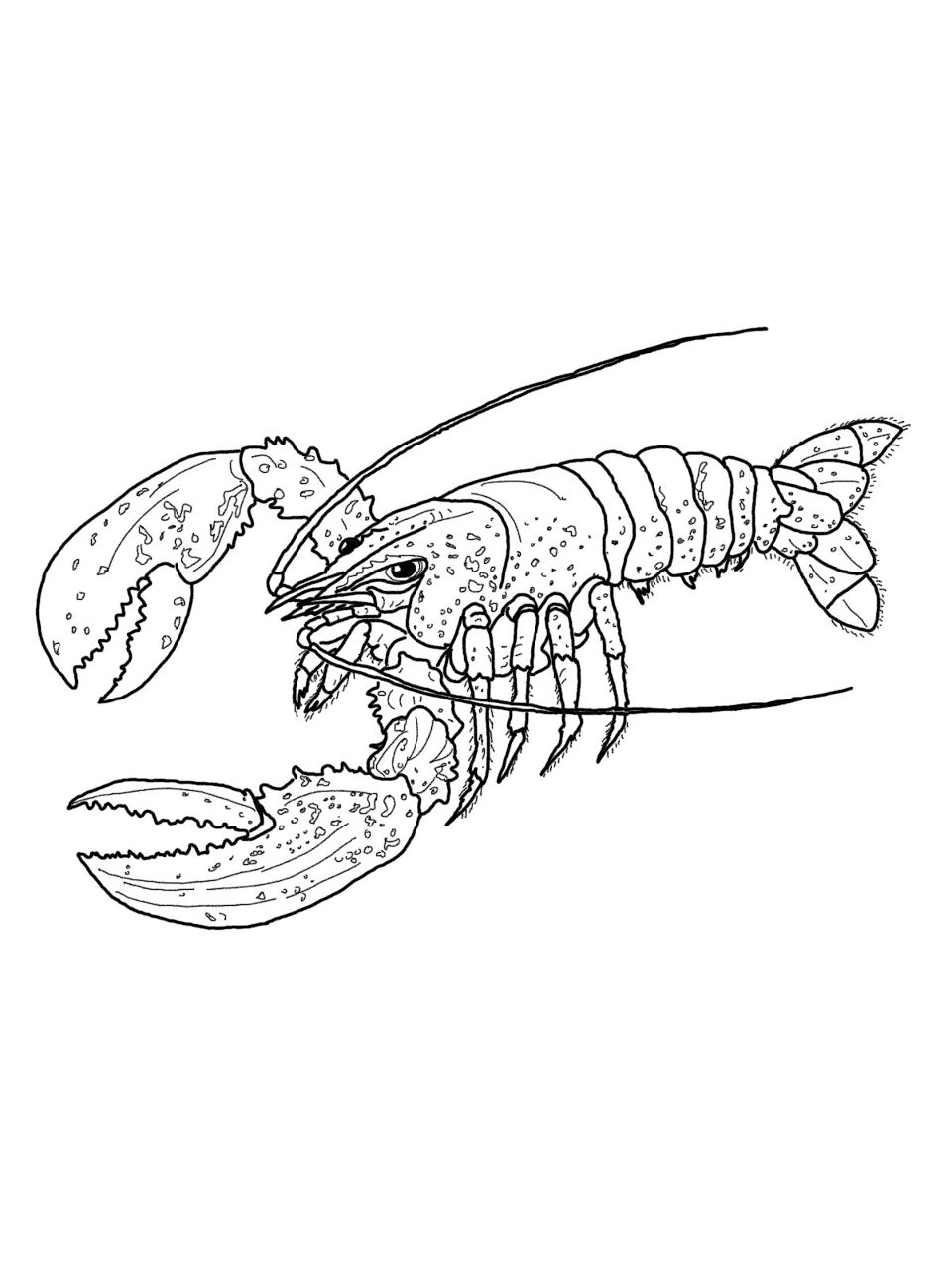 Desenho de Geral para colorir
