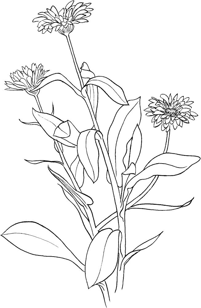 Desenho de Geral para colorir