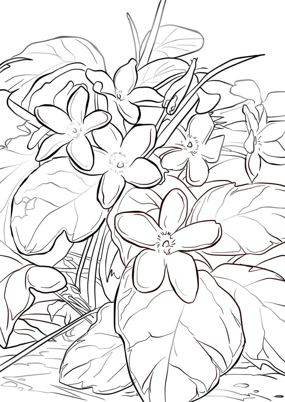 Desenho de Geral para colorir