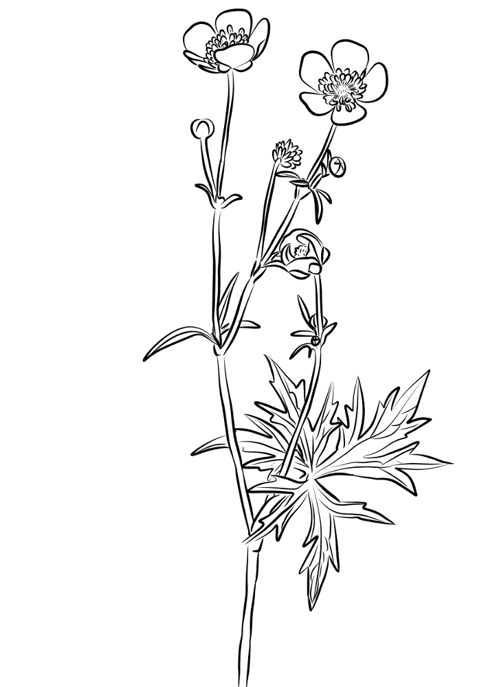 Desenho de Geral para colorir