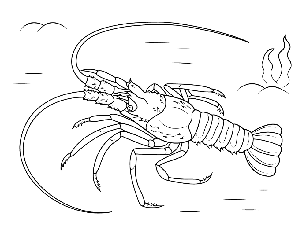 Desenho de Geral para colorir