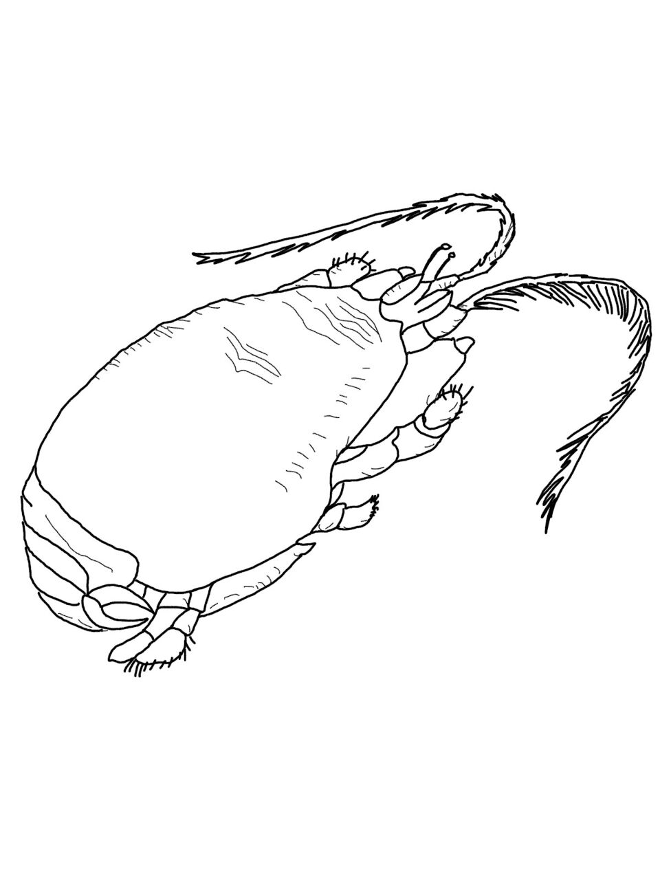 Desenho de Geral para colorir