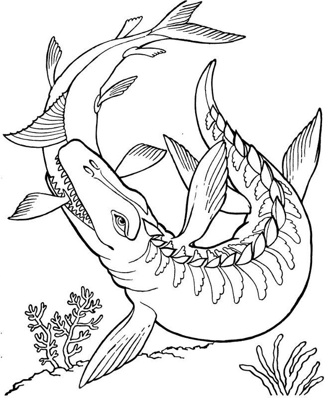 Desenho de Geral para colorir