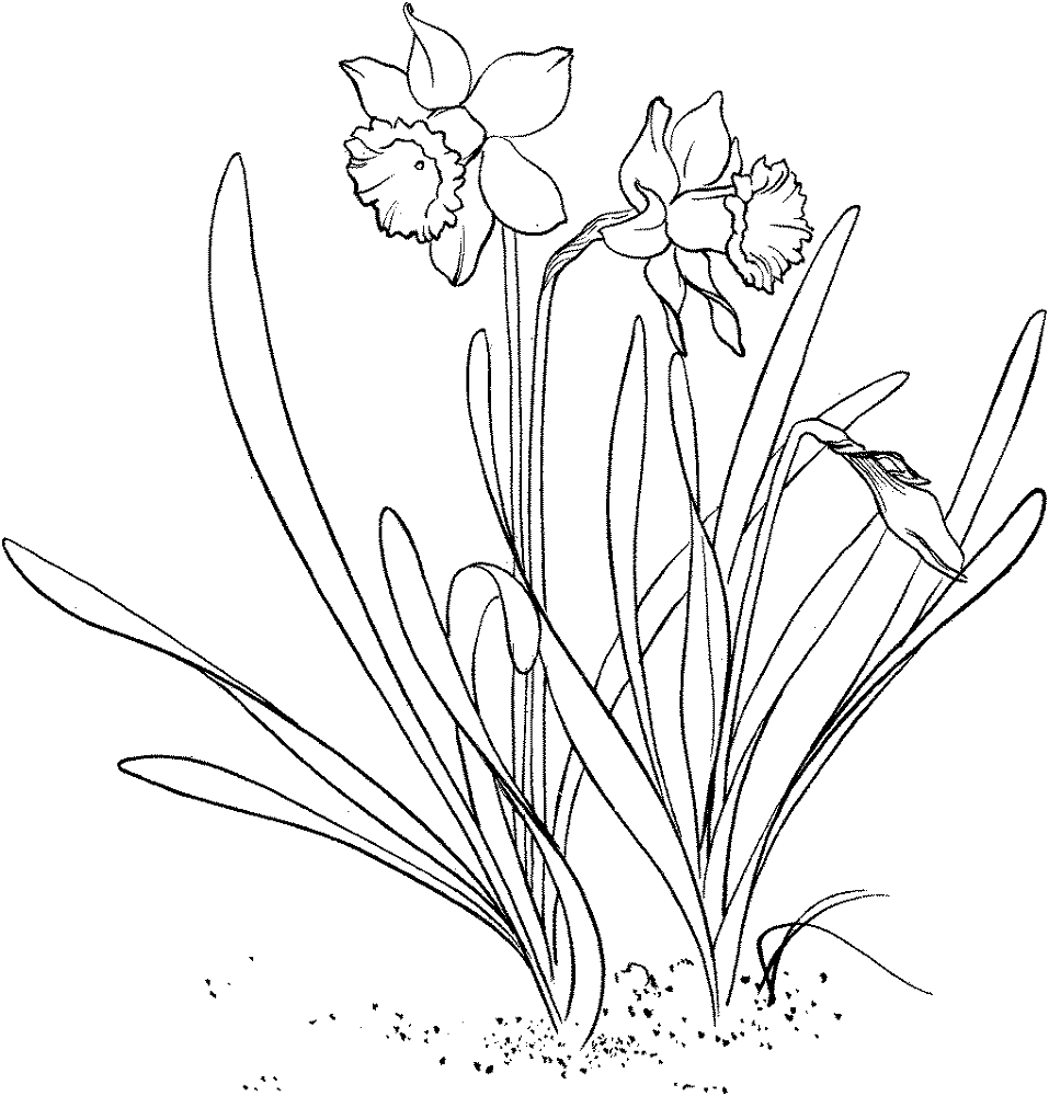 Desenho de Geral para colorir