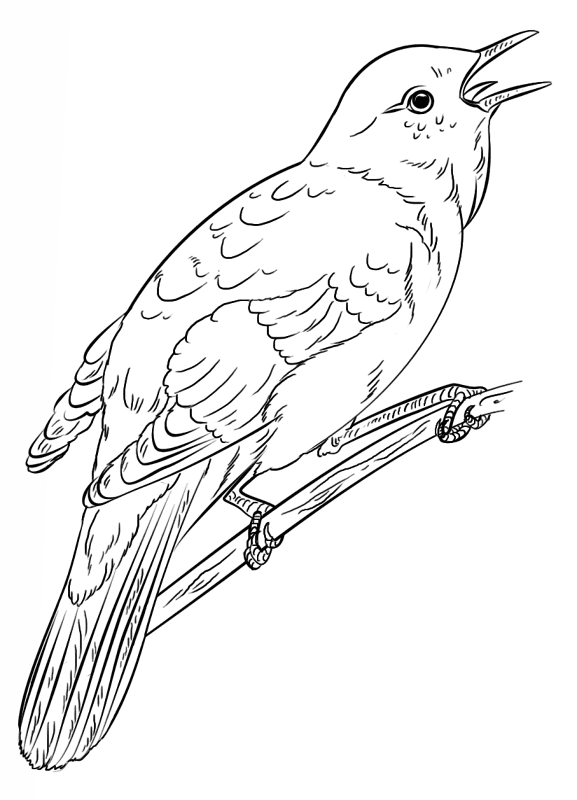 Desenho de Geral para colorir