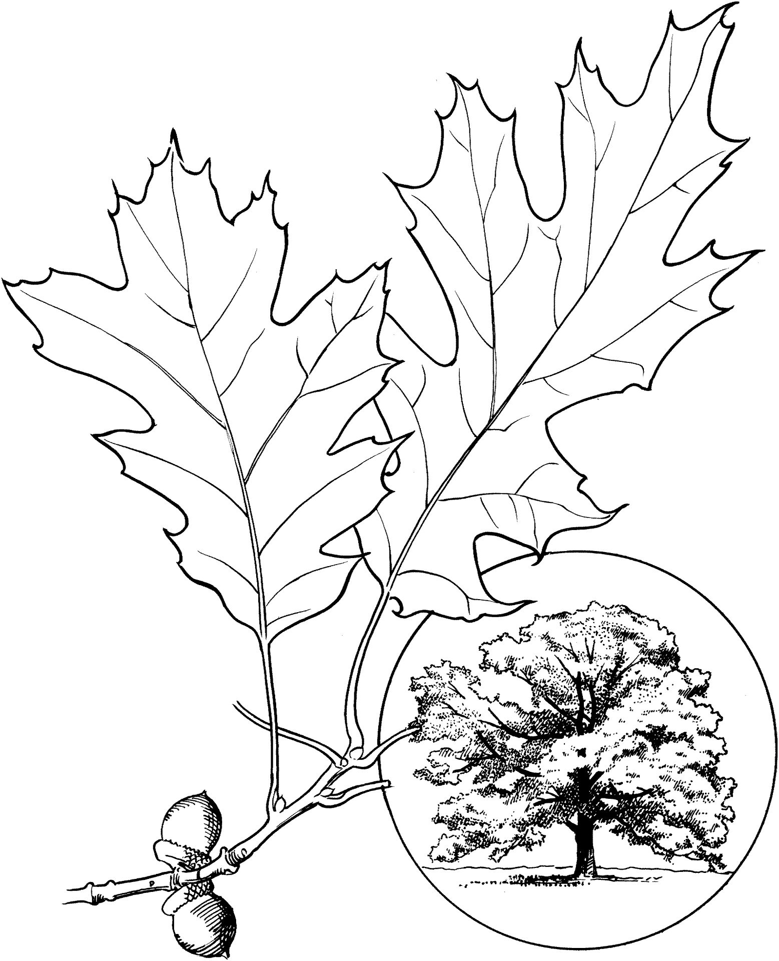 Desenho de Geral para colorir