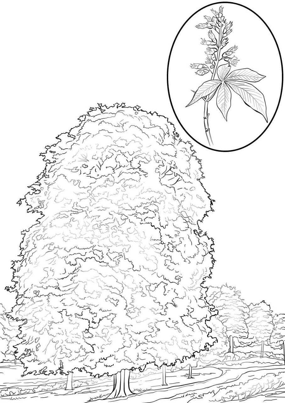 Desenho de Geral para colorir