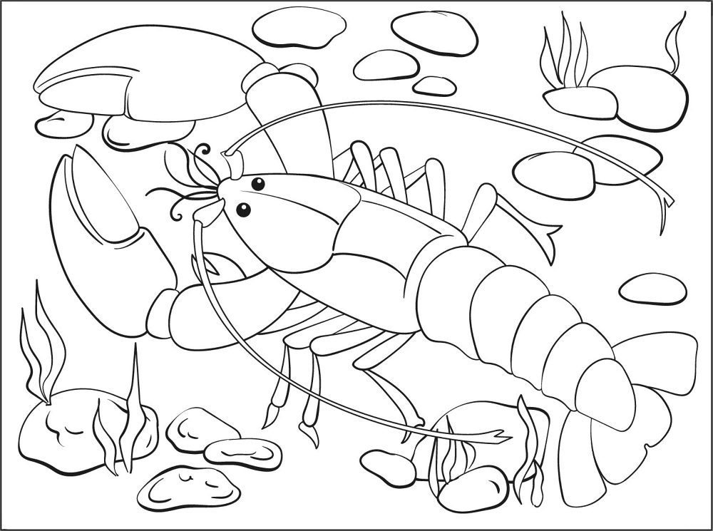 Desenho de Geral para colorir