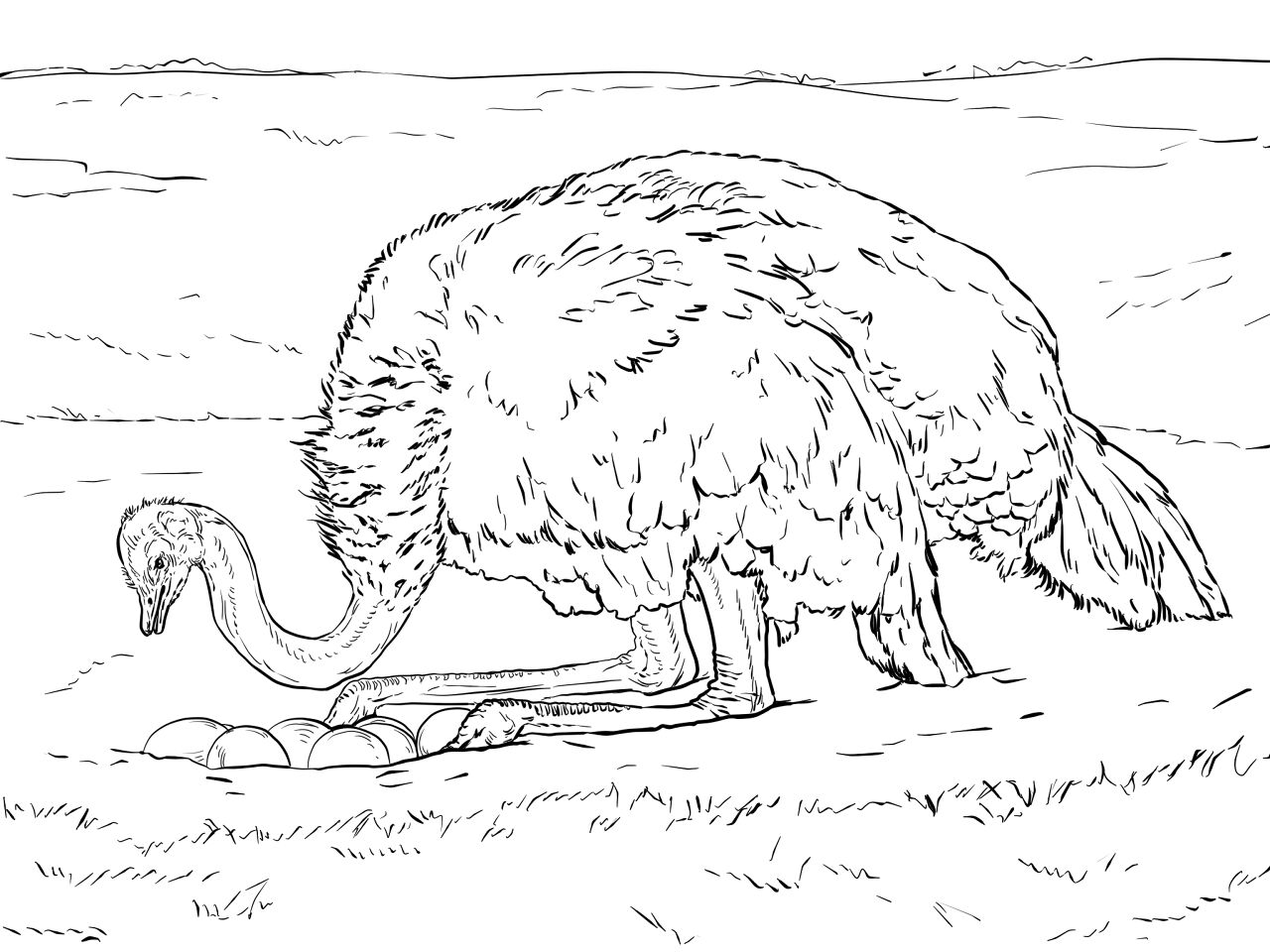 Desenho de Geral para colorir