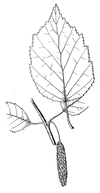 Desenho de Geral para colorir