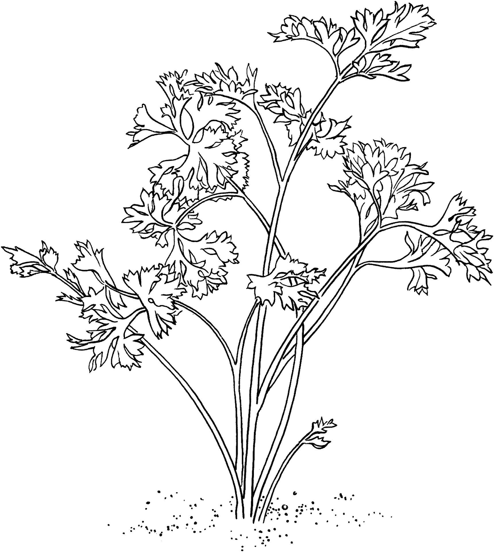 Desenho de Geral para colorir