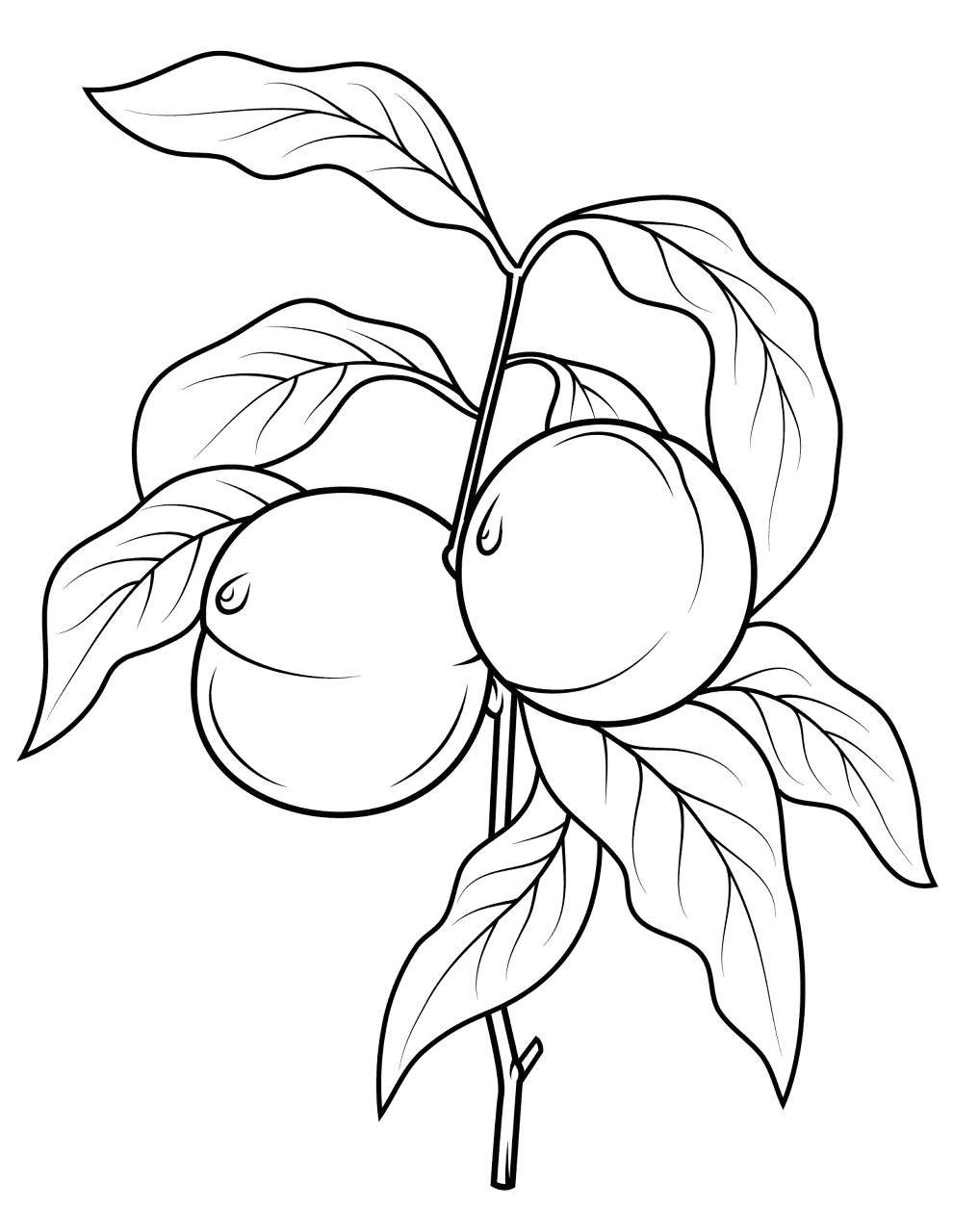Desenho de Geral para colorir